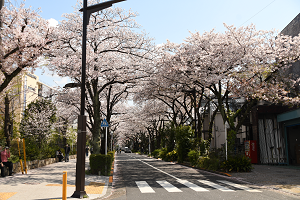 立石さくら通りの画像