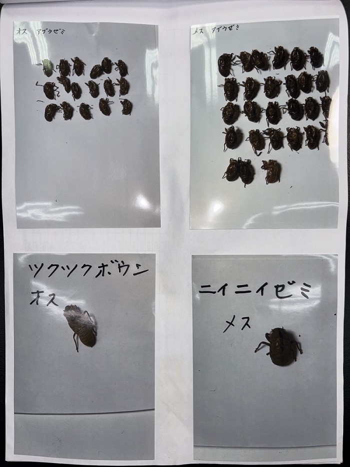 中学校の部　東京理科大学学長賞
