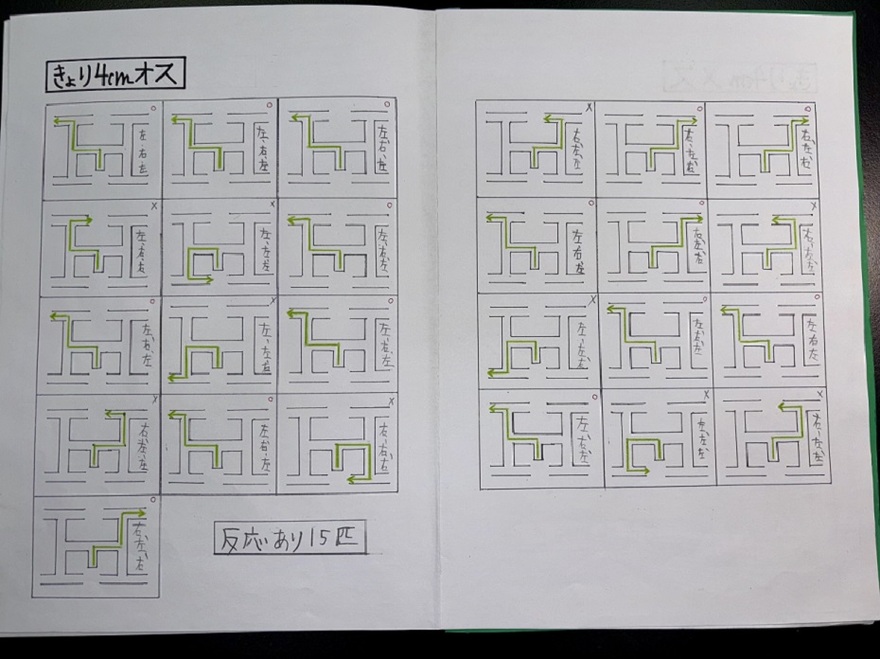 ダンゴムシ研究2