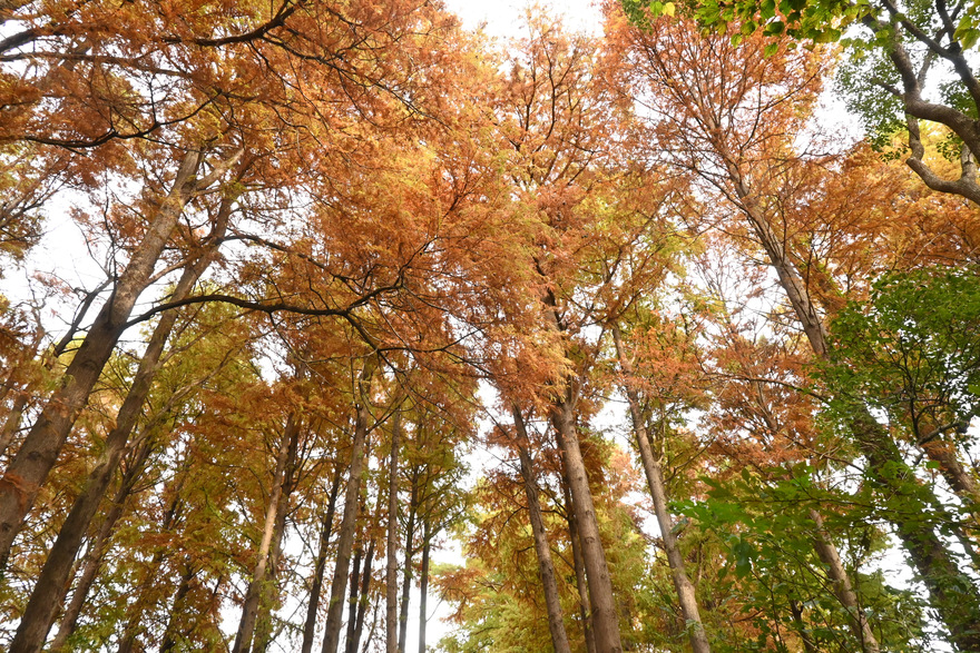 写真：水元公園