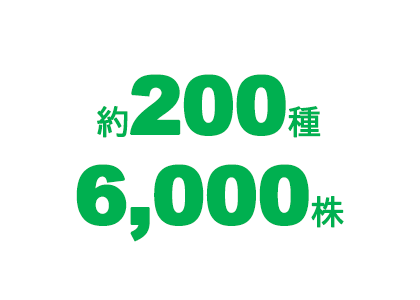 約200種 6,000株