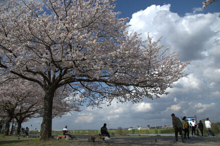 柴又さくらまつ