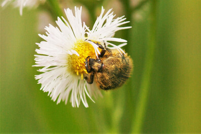 コアオハナムグリ