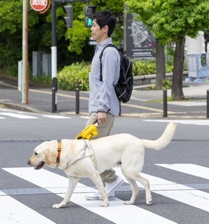 盲導犬